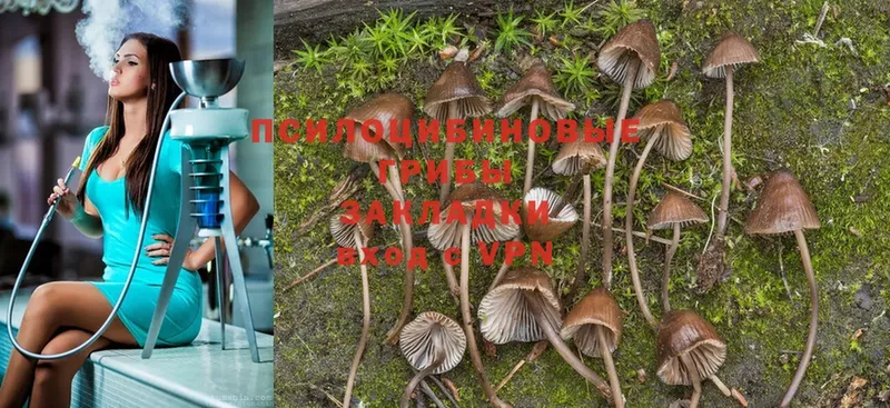 Псилоцибиновые грибы Magic Shrooms  Кувандык 